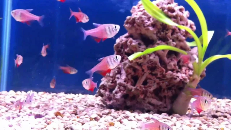 Flame Tetra @ Sweet Knowle Aquatics