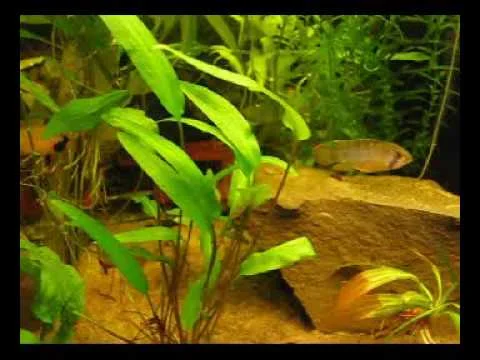 Apistogramma nijsseni Panda Zwergbuntbarsch Balz