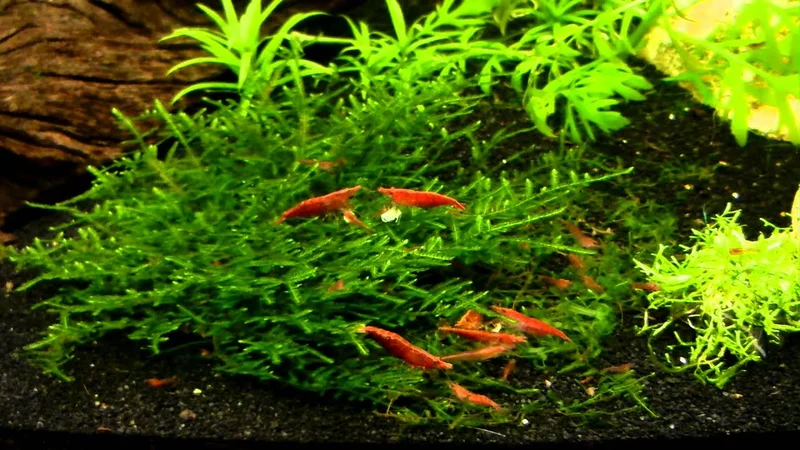Red Cherry Shrimp Colony