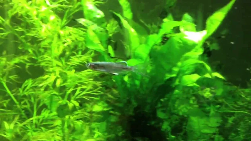 Blue long finned zebra danio