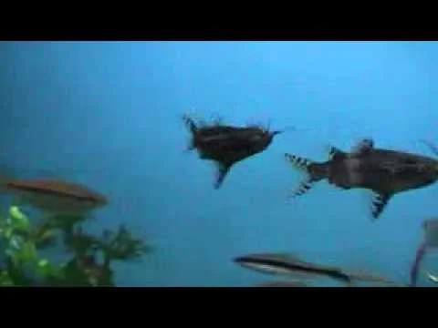 Synodontis nigriventris