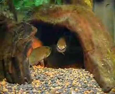 Betta taeniata 塔耶尼亞塔鬥魚