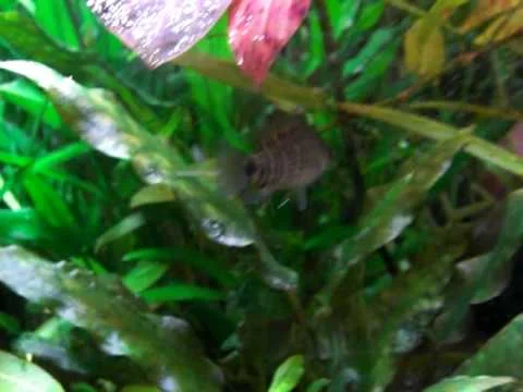 Badis Badis