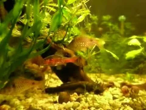 Barbus odessa - Puntius ticto