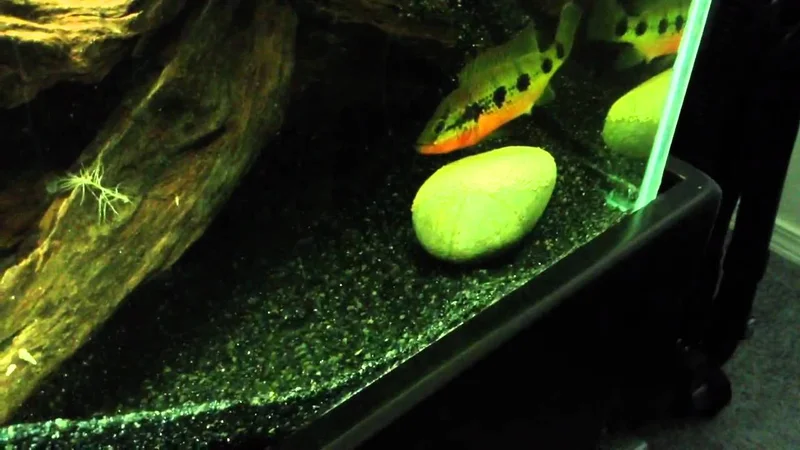 Hemichromis fasciatus 2nd batch