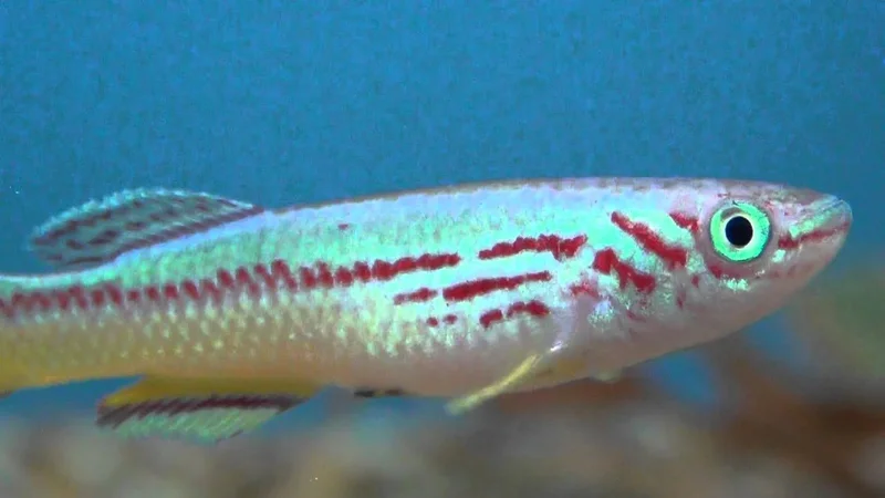 Aphyosemion Amieti Killifish for sale at Tyne Valley Aquatics