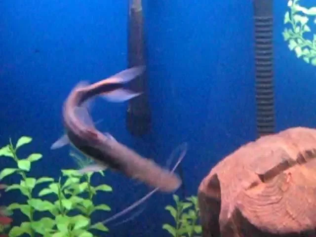 Tiger Shovelnose Lima (Sorubim lima ) Thrashing Mucus off (Shedding)