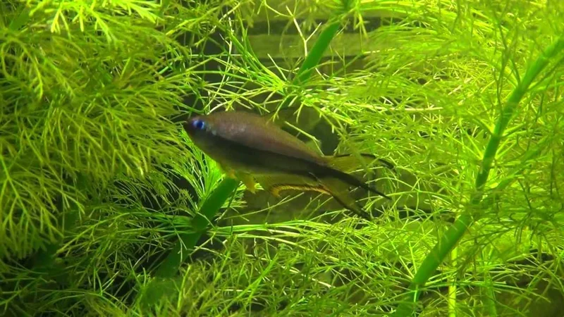 Emperor tetras in my 53 gal fishtank - Nematobrycon palmeri - Kaisersalmler