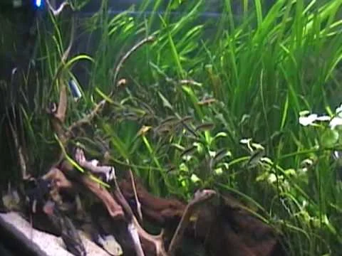 Thayeria boehlkei 2010-02-12.wmv