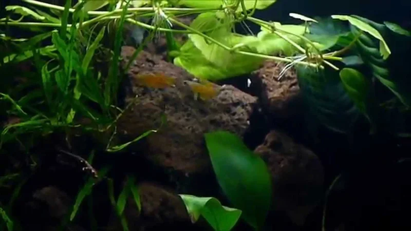 Riparium with Pseudomugil cf paskai "Red Neon"