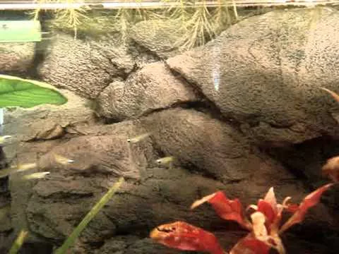 Leuchtaugenfisch (aplocheilichthys normani)