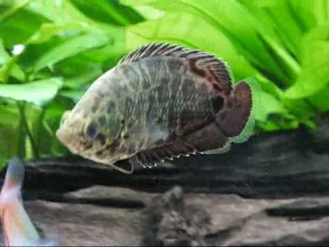Ctenopoma acutirostre (Leopard Gourami)