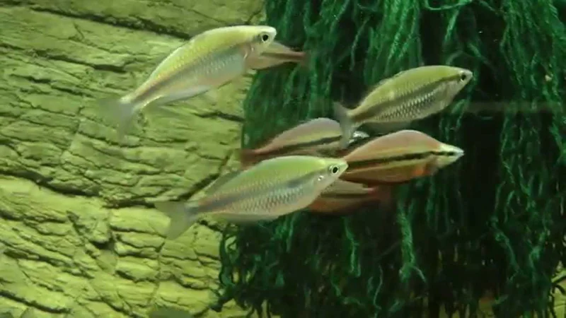 Melanotaenia trifasciata Goyder River