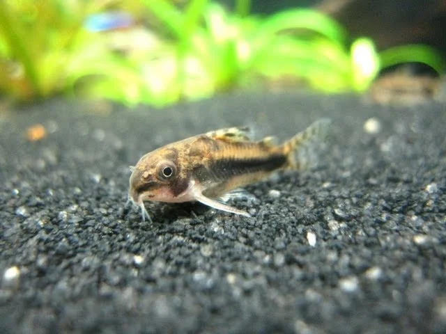 RARE - Corydoras Habrosus