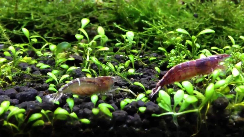 Malaya Shrimps