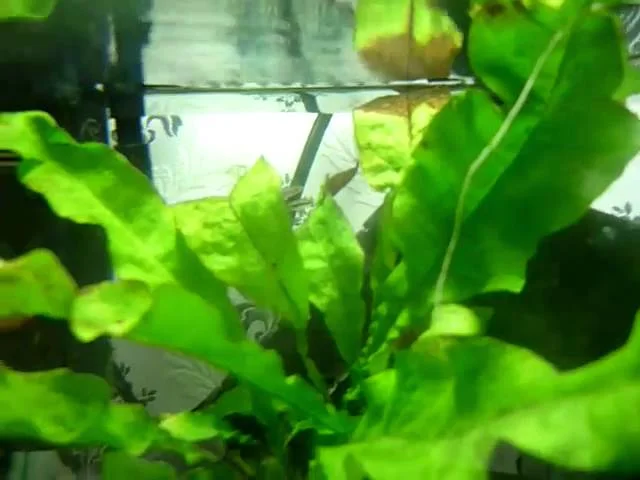 aquarium cube heterandria formosa