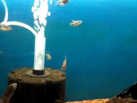 Hemigrammus pulcher - Pretty Tetra
