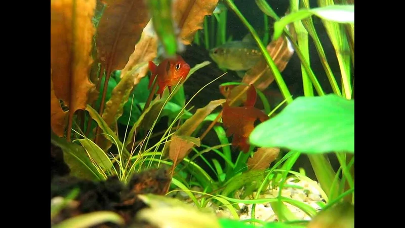 Megalamphodus sweglesi
