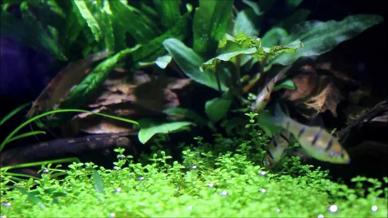 pentazona barb (five banded barb)