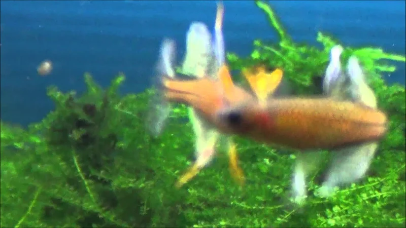 pseudomugil gertrudae lotta (fighting)